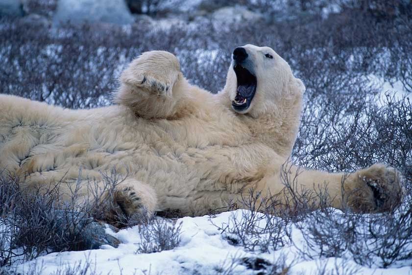 1Canada_Churchill_sleeping_bear