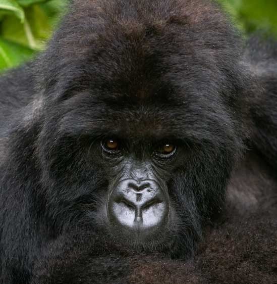1Rwanda_gorilla_1