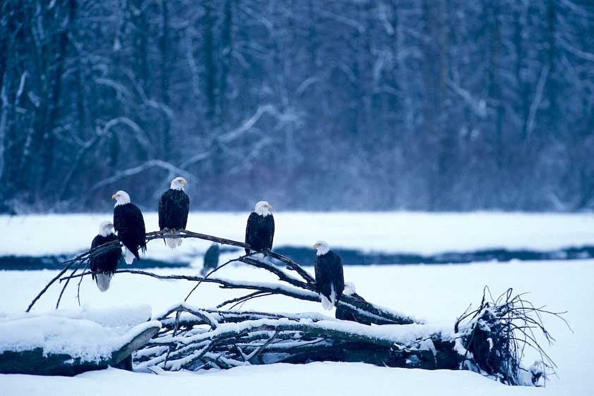 1USA_Alasak_eagles_council_gounds