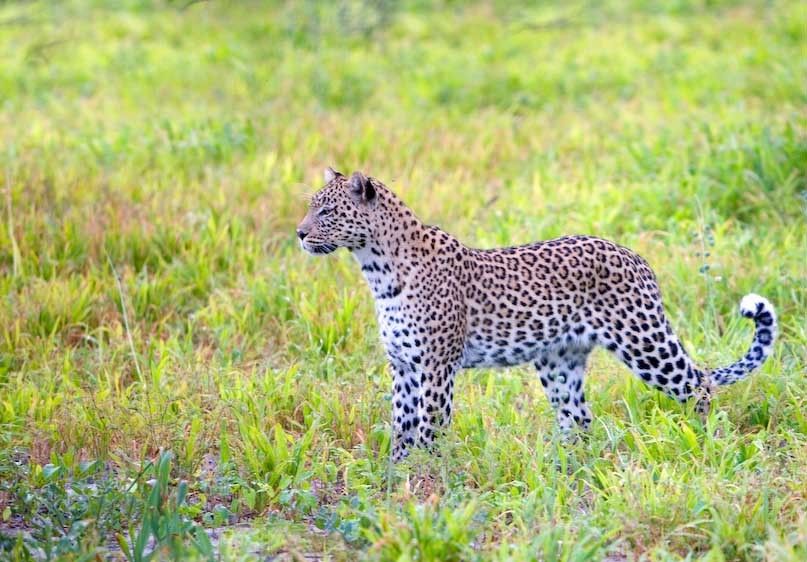 1Botswana_leopard_27