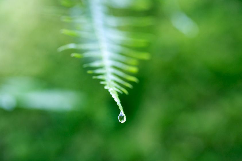 1Canada_BC_rainforest_8