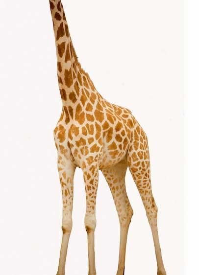1Niger_giraffe_headless