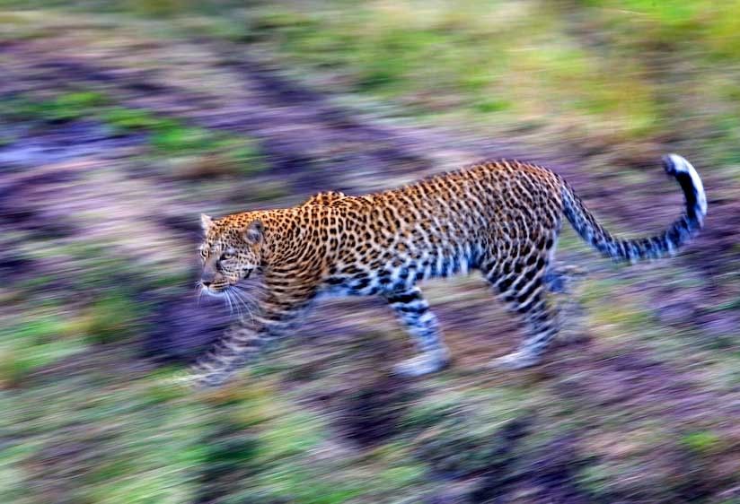 1kenya_leopard_2006_mara_print