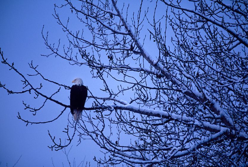 1USA_Alaska_blad_eagle__snow_1