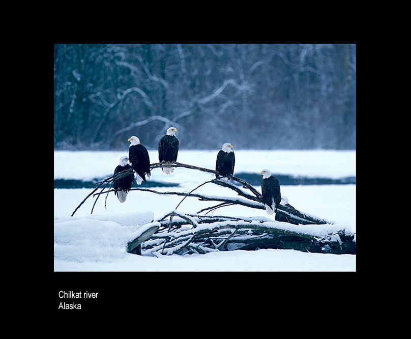 aaaaaasak eagles council gounds.jpg