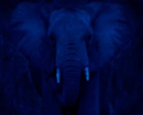 1kenya_elephant_blue