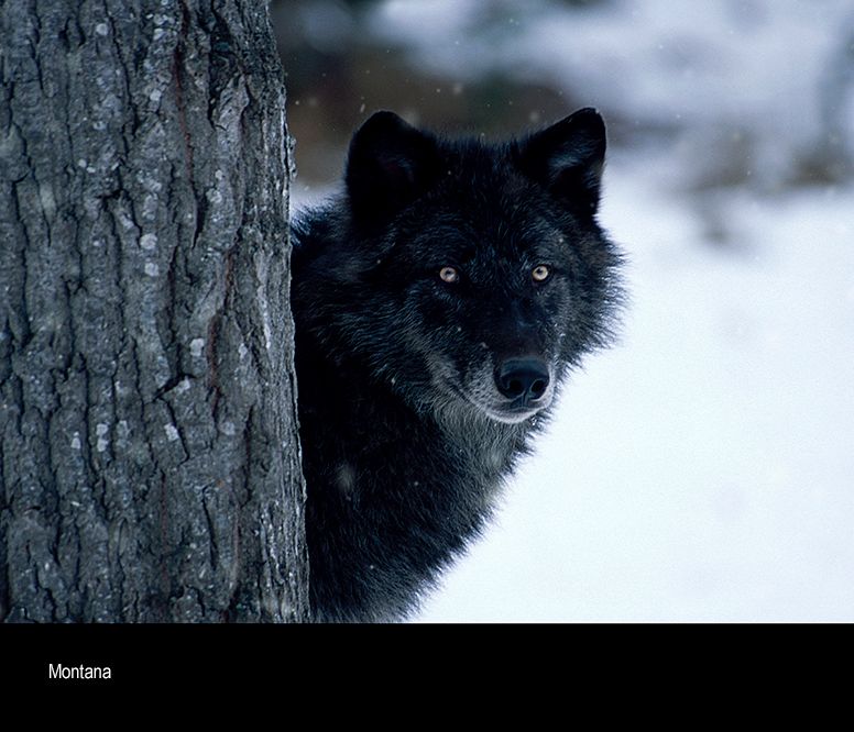 aaaaa Montana BEST version  .jpg