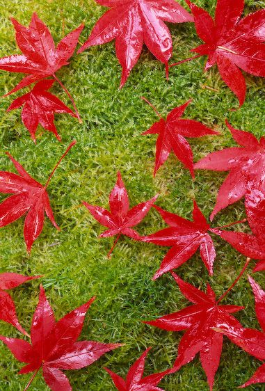 1flowewr_japanese_maples