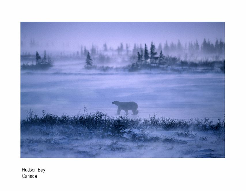 aaaaaada eee hudson bay polar.jpg