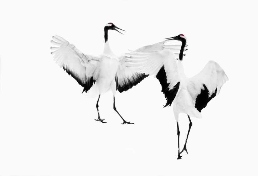 1japan_cranes_3_