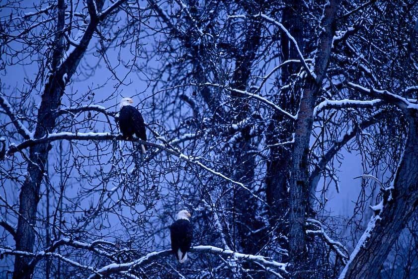 1USA_alaska_eagles1