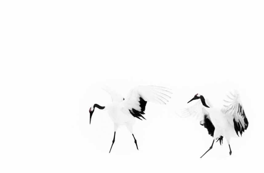1japan_cranes_2