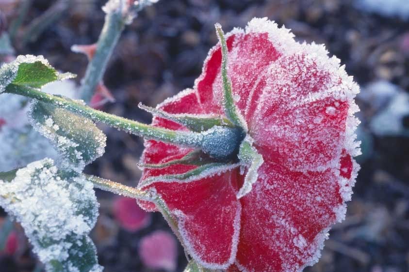 1canada_frozen_rose_