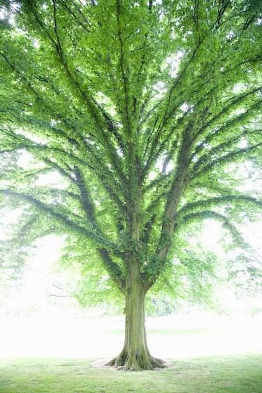 1england_london_park_tree