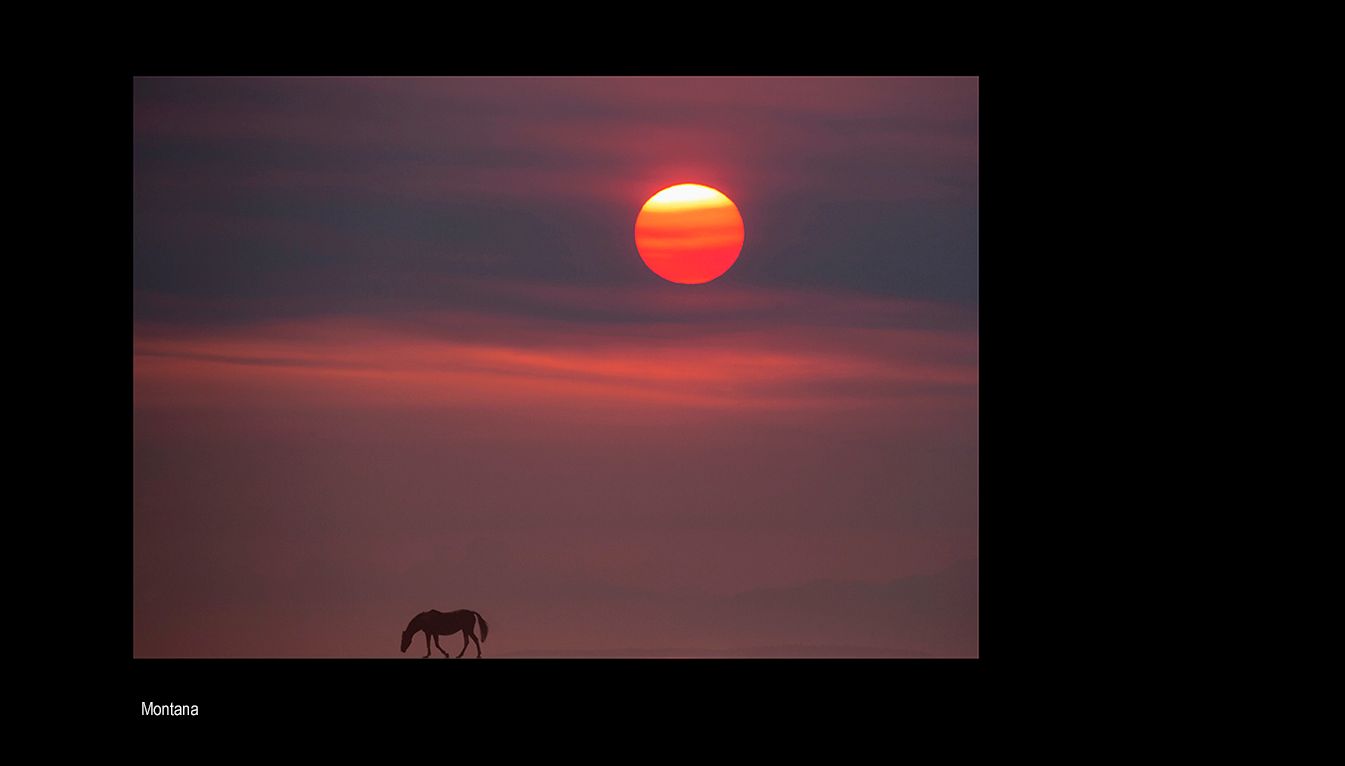 horse maialamaial in sun dd.jpg