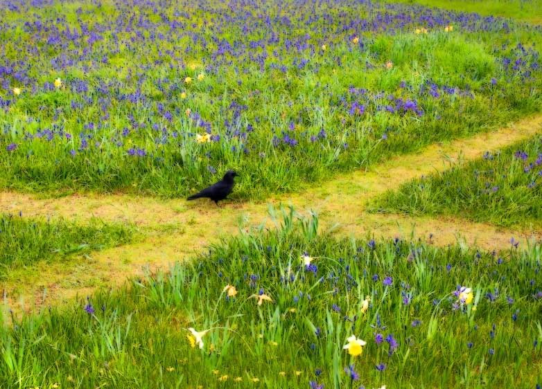 1Canada_Victoria_crosspaths_