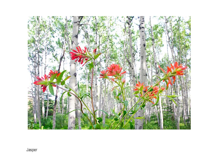 aaaaaanada flowers.jpg