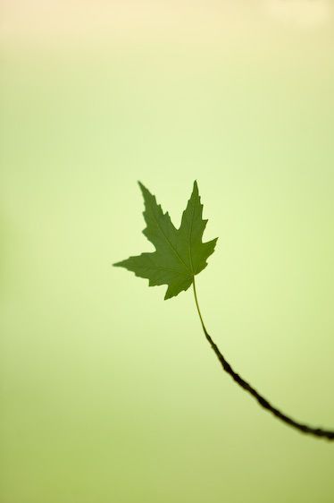 1Canada_Maple_leaf