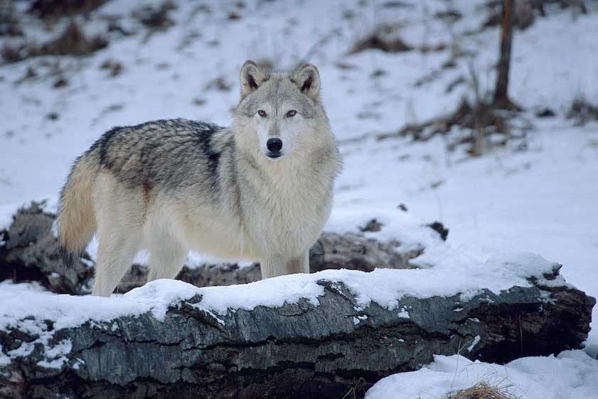 1USA_Montana_wolflone_