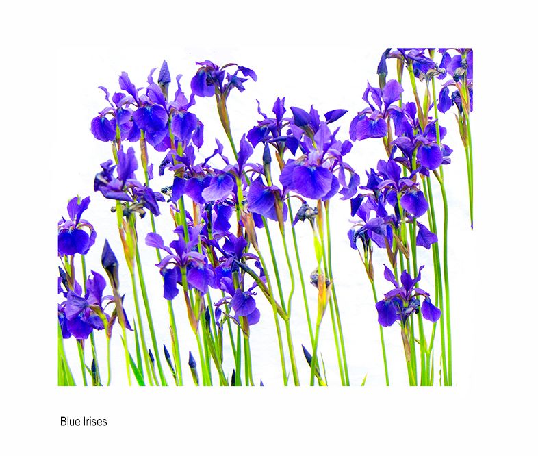 zzzzffaaaa  A9343.jpg