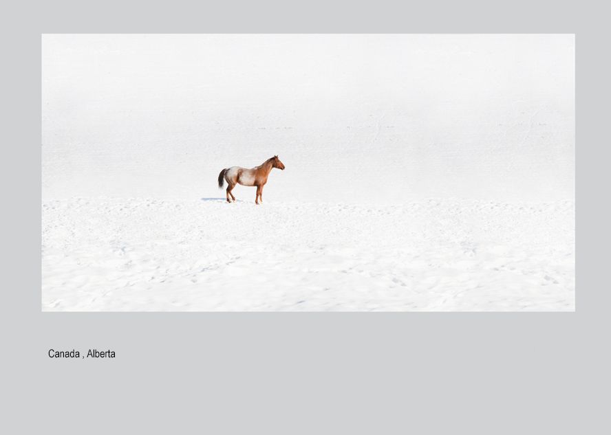 maialalada horse print  8803.jpg