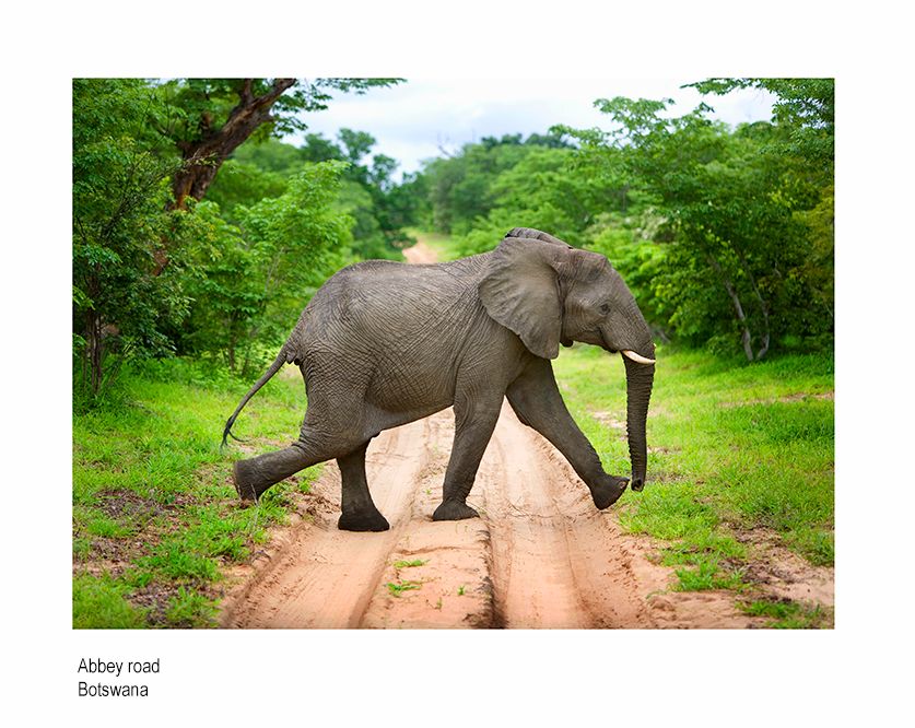 zzzzwana ele print .jpg