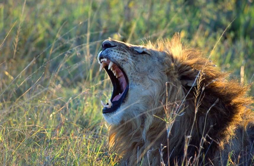 1Kenya_Masai_Lion_roar