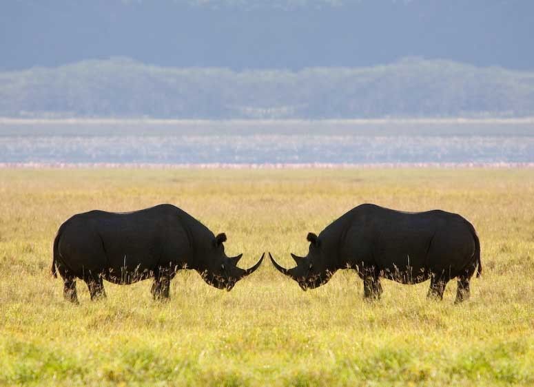 1Kenya_elephants_face_off