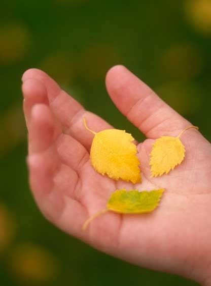 1Canada_leaf_boy_silver_maple