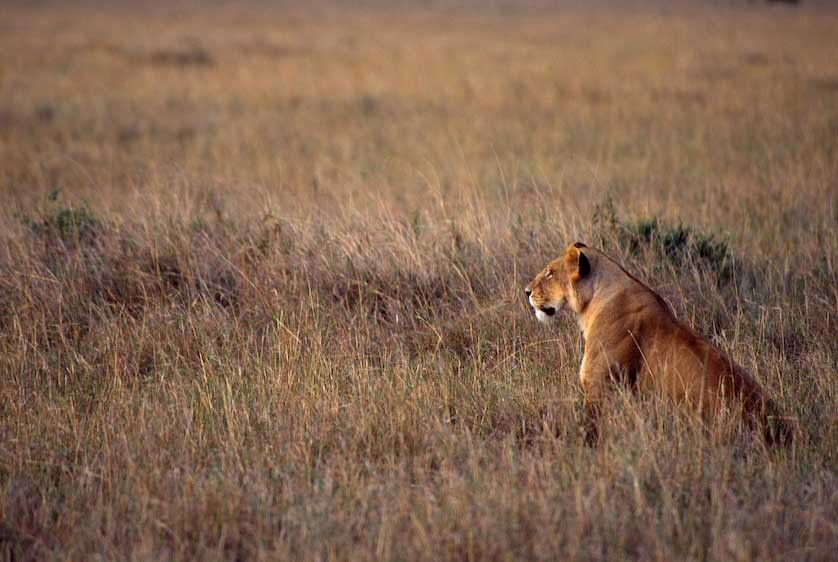 1Kenya_lioness_hunting_