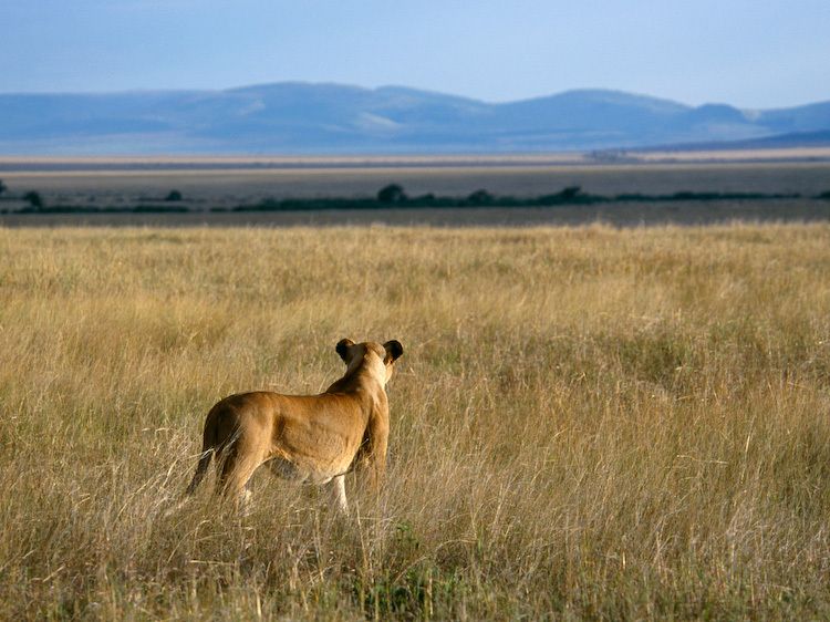 1Kenya_Masai_Mara_lion_lookout