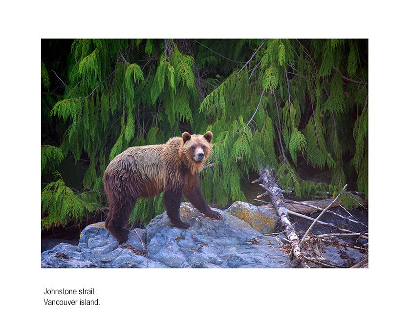 aaaaaacanada sweee .jpg