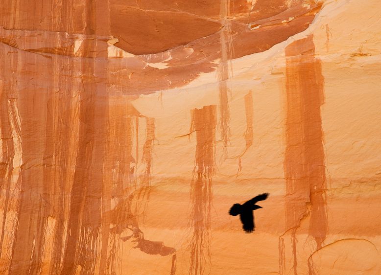 1USA_RAVEN_IN_CANYON_