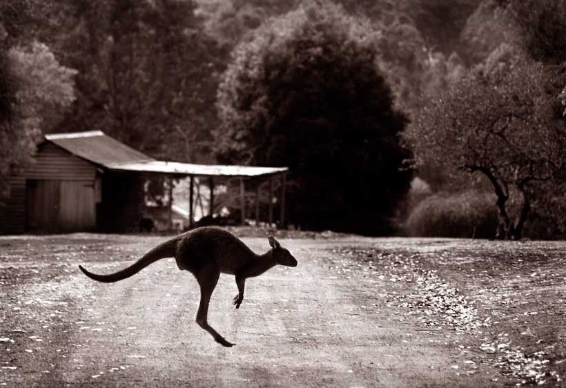 1australia_Roo_on_road__