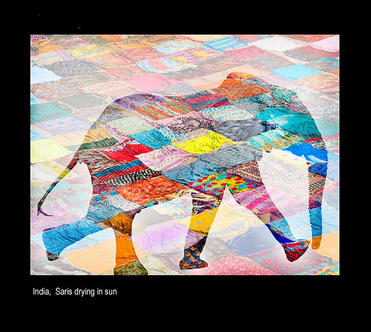 maialoa elephantfcd3.jpg