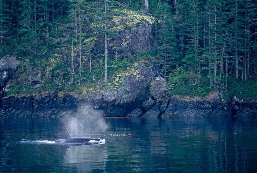 1Canada_BC_whale_