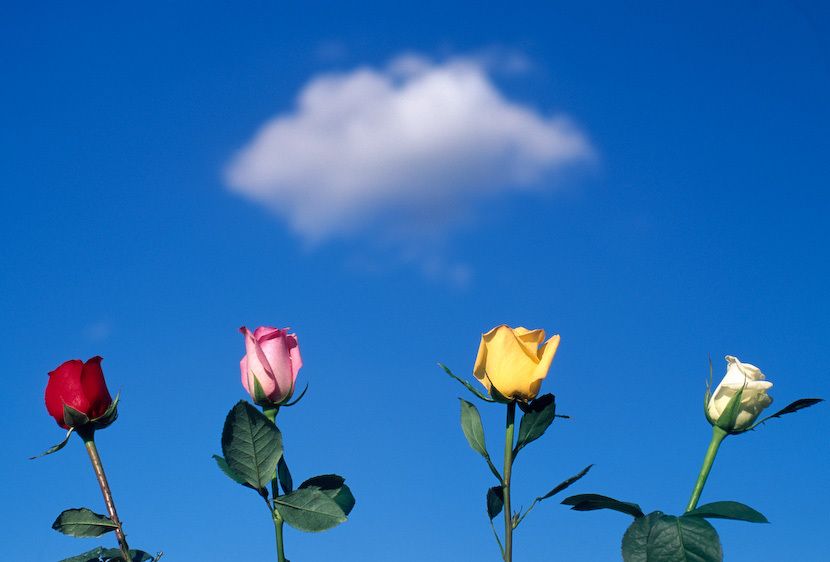 1Italy_Toscan_rosoes