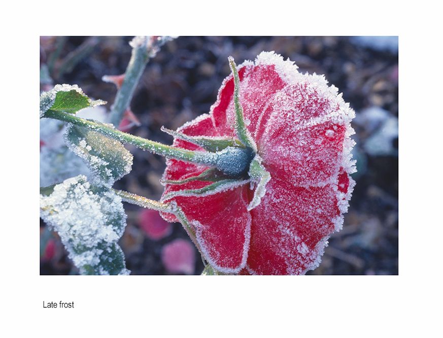 zzzda frozen rose .jpg