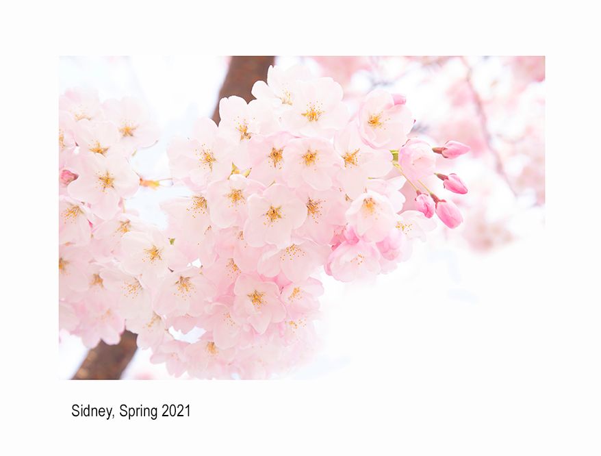 aaaaacanada avaca3A3982.jpg