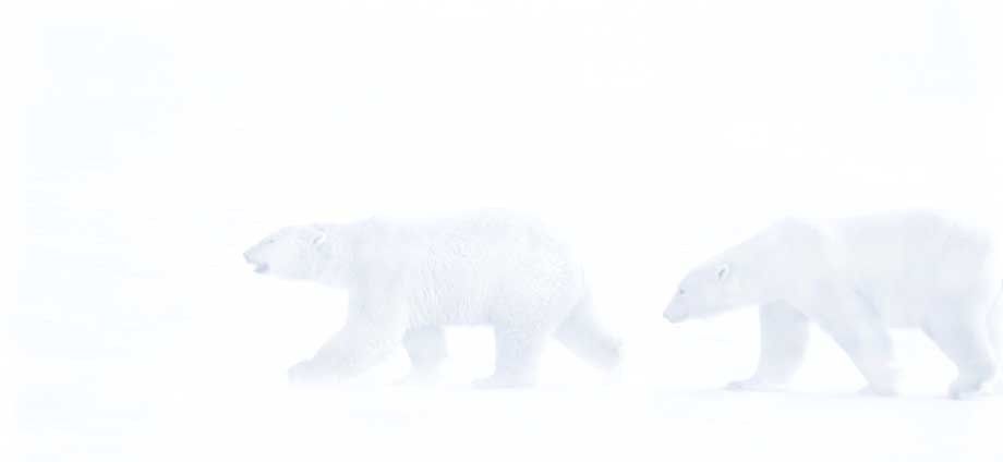 1Canada_Churchill_Falls_bears_52