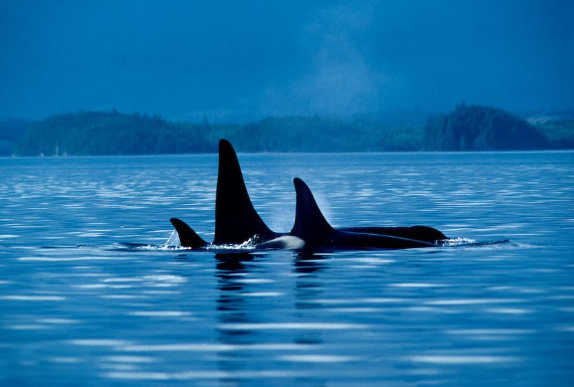 1Canada_BC_orca_5