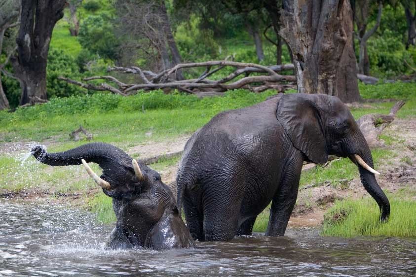 1Botswana_elephants_playing_