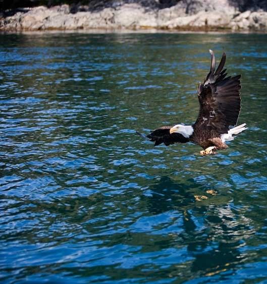 1Canada_British_Columbia_blad_eagle_fishing_