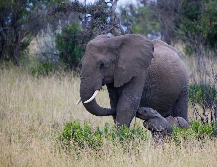 1kenya_nursing_elephants