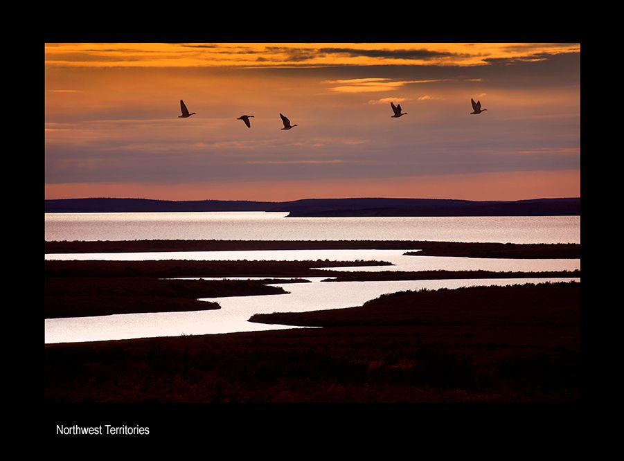 webgvfda final  nwt fvg 9602.jpg