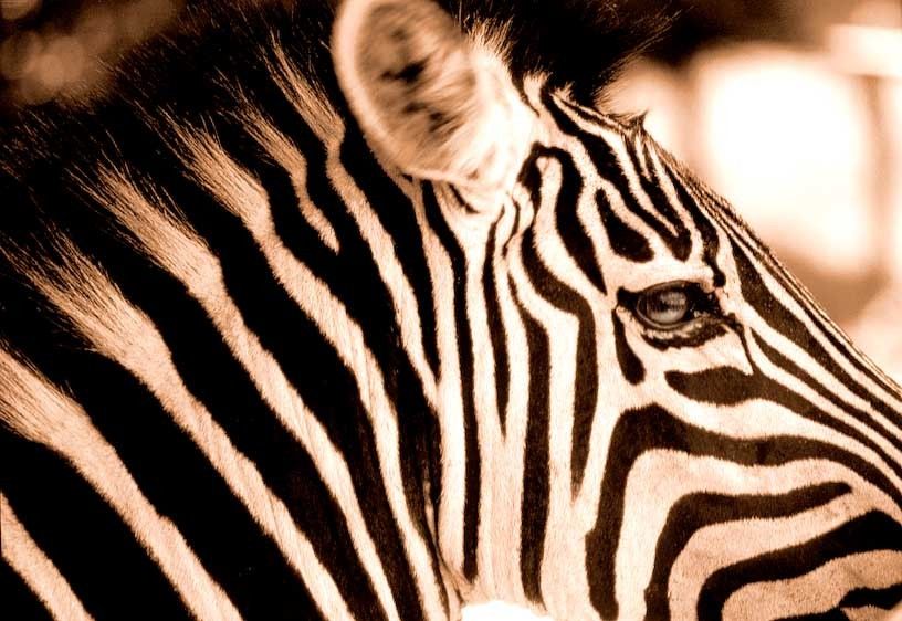 1Kenya_zebra_
