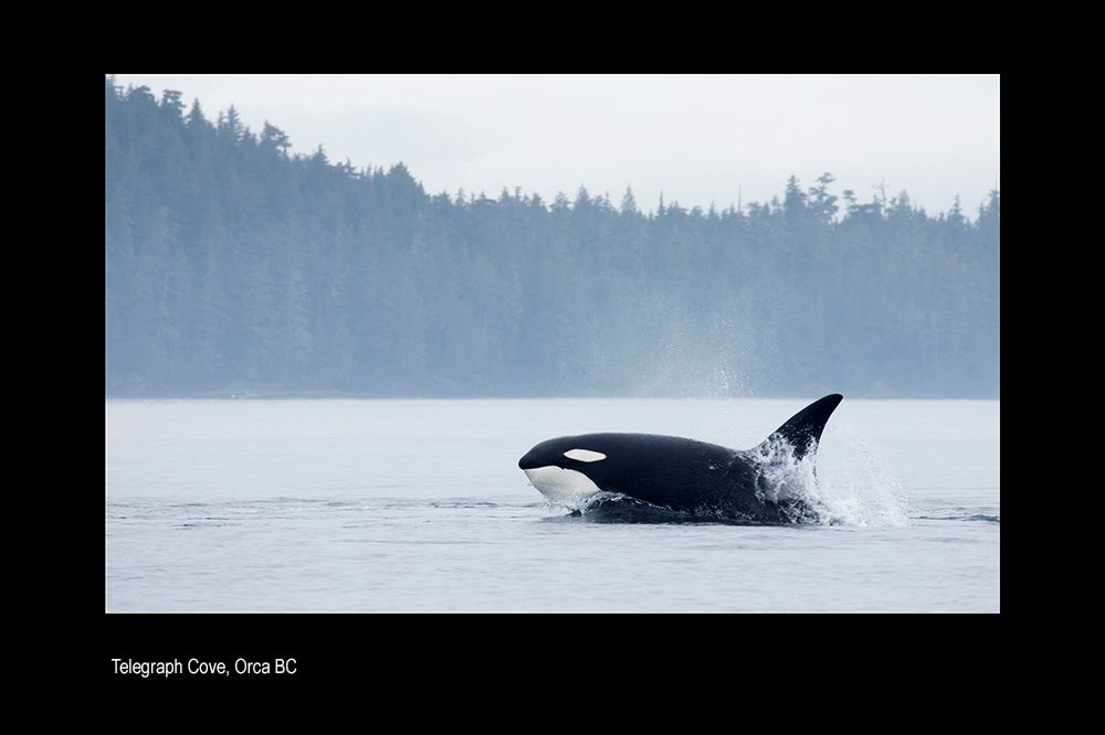 aaaaacanada erty .jpg