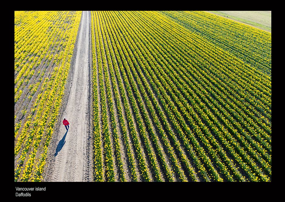 web da dasfs don eed184.jpg