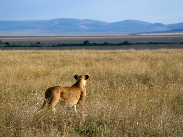 1Kenya_Masai_Mara_lion_lookout