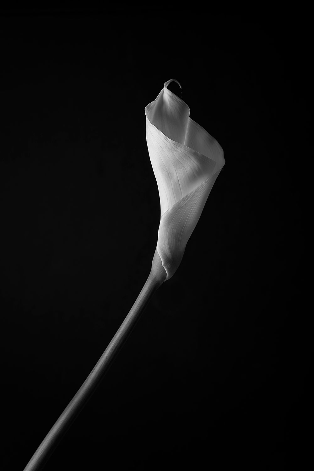 Slender is the lilly.jpg